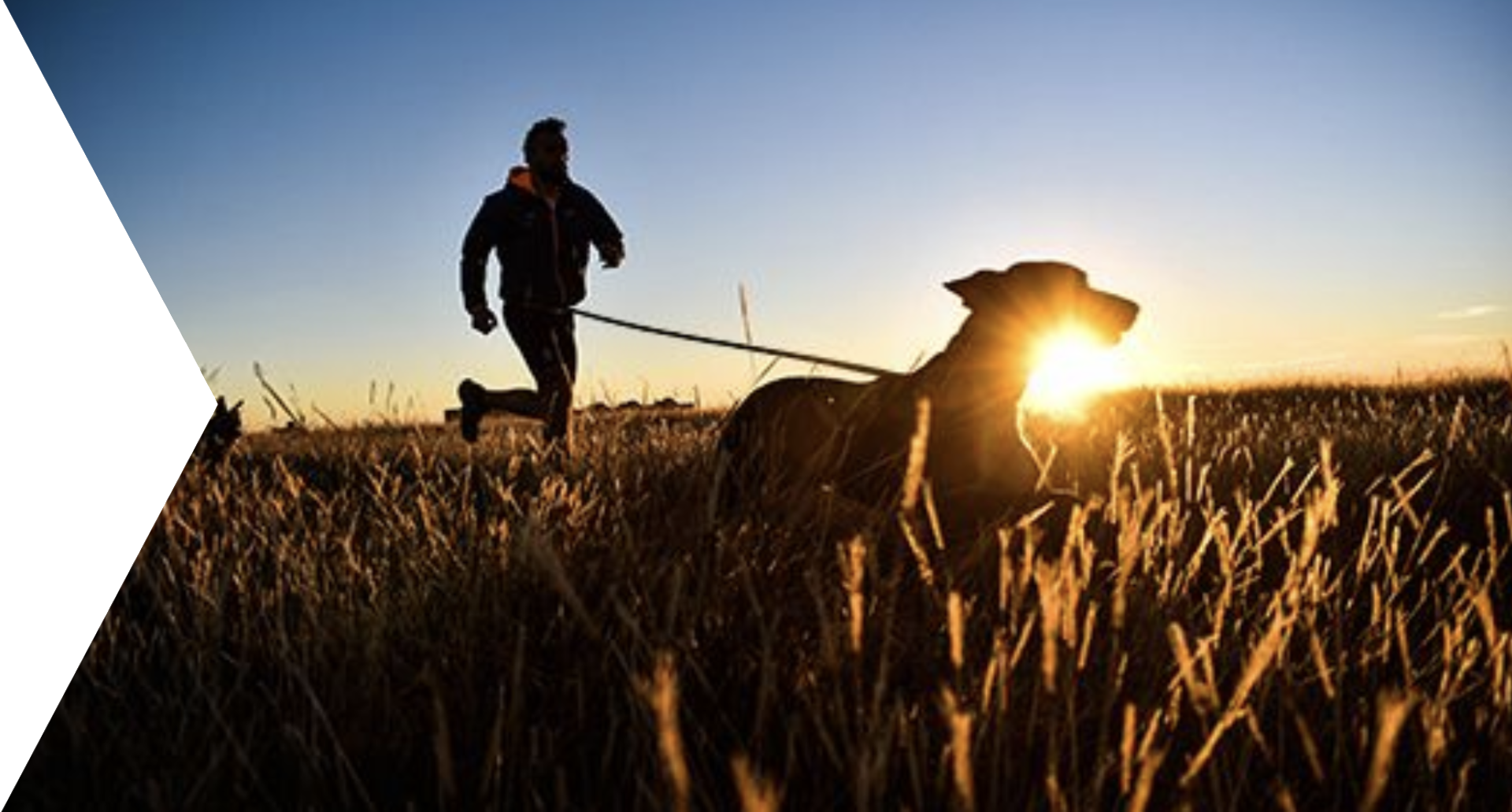 Dog running with man in crops