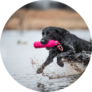Un perro negro con un dummy de entrenamiento en la boca corriendo en un estanque.