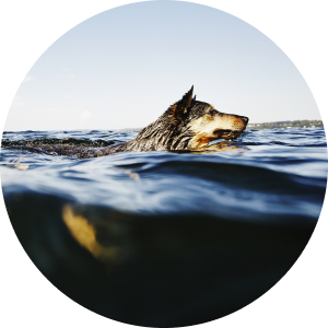 Un perro gris y marrón nadando en un lago