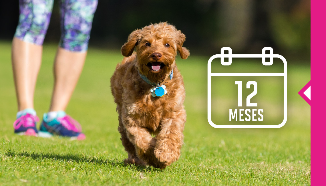 Un perro de pelaje rojizo corriendo delante de una mujer, representando 12 meses de edad.