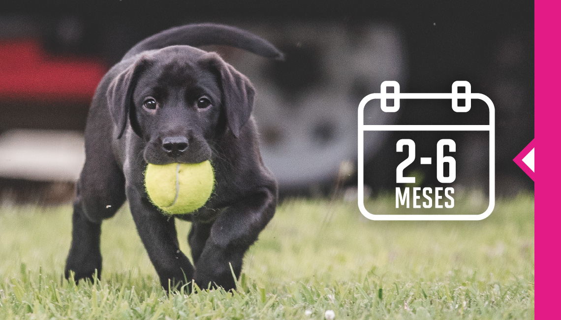 Un cachorro negro con una pelota en la boca trotando hacia la cámara, representando de 2 a 6 meses de edad.