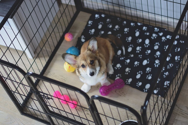 /au/sites/g/files/fnmzdf6461/files/2024-08/anz-euk-hub-corgi-in-crate-1.jpeg