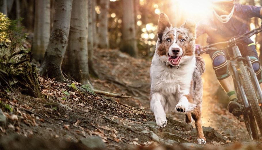 How Much To Feed Your Active Dog For The Adventures Ahead