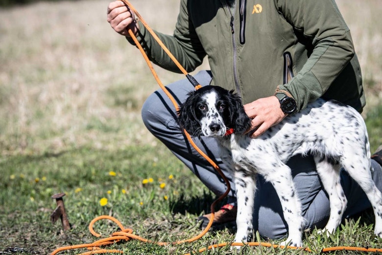 /au/sites/g/files/fnmzdf6461/files/2024-08/us-esd-english-setter-puppy-getting-socialized-to-training-with-a-check-cord.jpeg