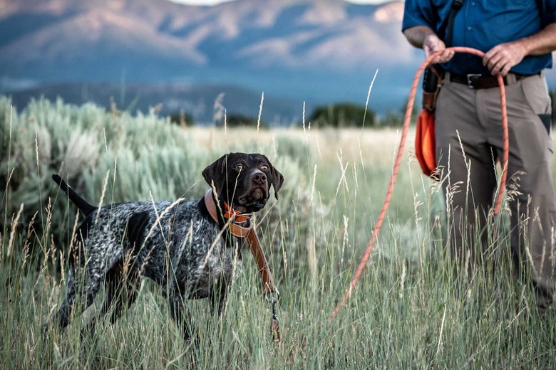 /au/sites/g/files/fnmzdf6461/files/2024-08/us-esd-jared-moss-of-best-gun-dogs-trains-a-gsp-in-the-utah-mountains-horizontal.jpeg