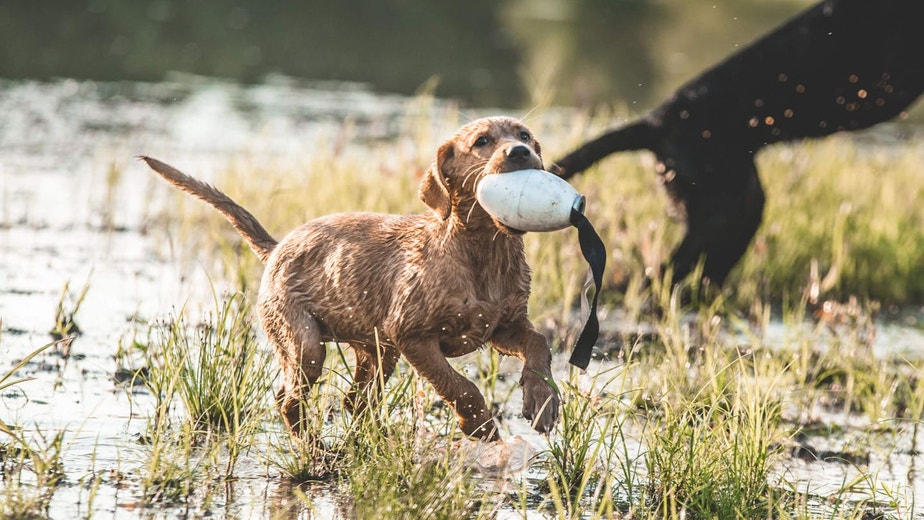 /au/sites/g/files/fnmzdf6461/files/2024-08/us-esd-yellow-lab-puppy-fetching-a-bumper-in-a-pond-jpg.jpeg