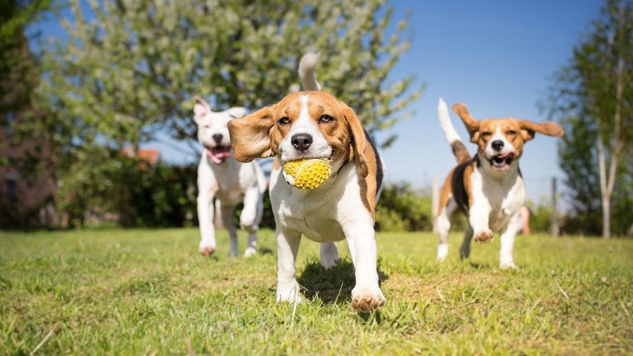 /ca/sites/g/files/fnmzdf6631/files/2024-11/Chiots-Beagle-jouant-dans%20l%27herbe-avec-un-ballon.jpeg