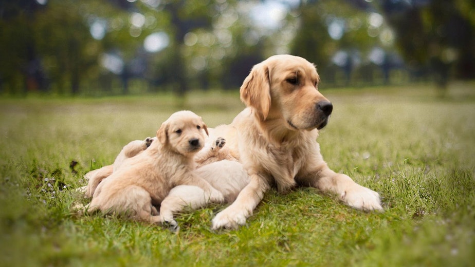 /mx/sites/g/files/fnmzdf6786/files/2024-11/cachorro-golden-retriever-acostado-junto-a-su-madre.jpeg
