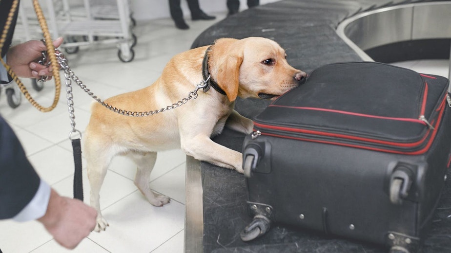 Putting Your Dog To Work