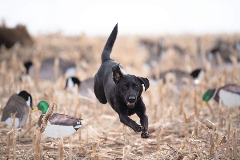 /nz/sites/g/files/fnmzdf6526/files/2024-08/us-esd-black-lab-running-through-decoys-in-a-corn-field-jpg.jpeg