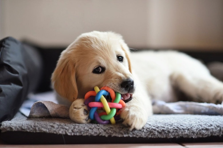 New puppy checklist: everything you need to know