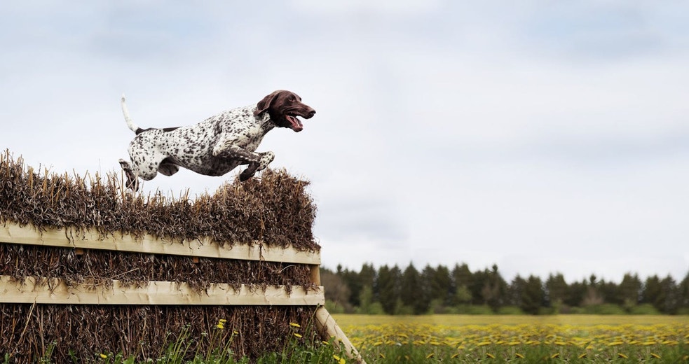 /nz/sites/g/files/fnmzdf6526/files/2024-11/dog-jumping-over-hay-fence.jpeg