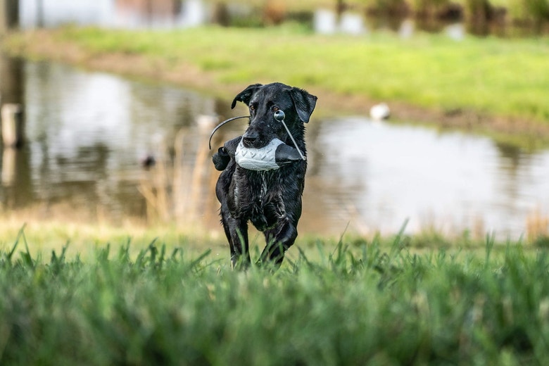 /sites/g/files/fnmzdf5906/files/2024-08/us-esd-a-black-lab-retrieves-a-bumper-from-a-pond-during-a-training-drill-jpg.png