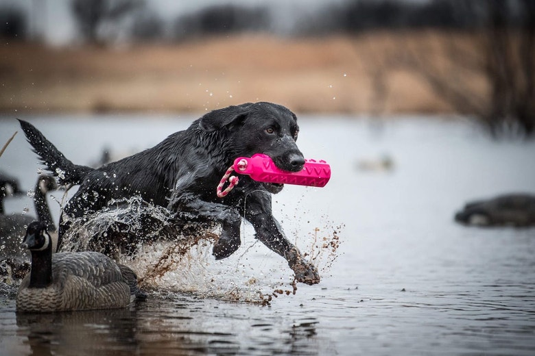 /sites/g/files/fnmzdf5906/files/2024-08/us-esd-black-lab-fetching-pink-bumper-on-a-water-retrieve-jpg.jpeg