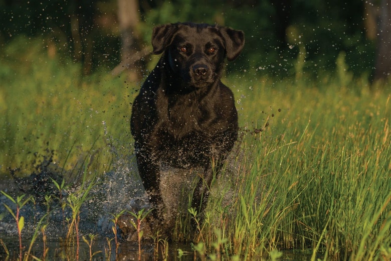 Pro Tips To Help Gun Dogs Stay Cool During The Preseason
