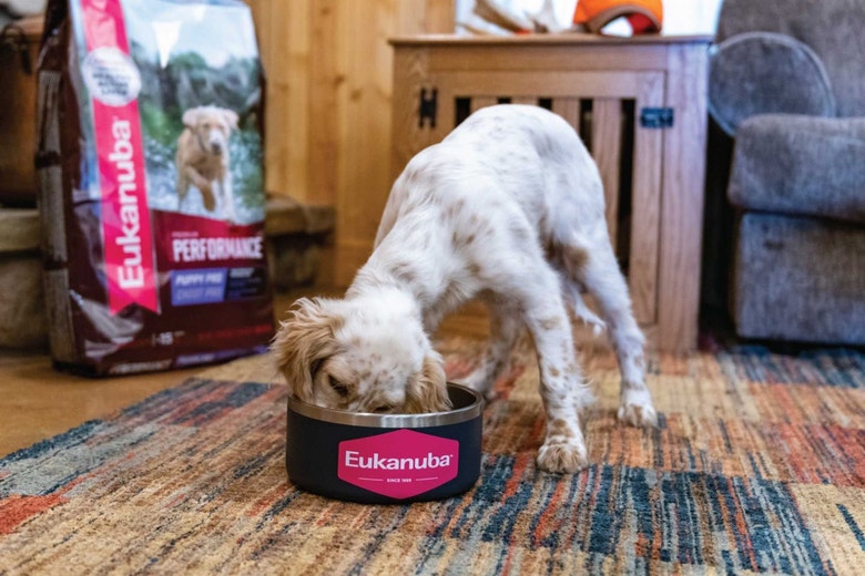/sites/g/files/fnmzdf5906/files/2024-08/us-esd-english-setter-puppy-eating-eukanuba-puppy-pro.jpeg