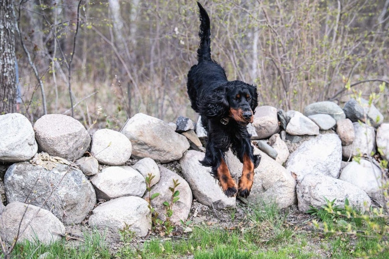 /sites/g/files/fnmzdf5906/files/2024-08/us-esd-gordon-setter-jumping-over-rock-wall-in-field.jpeg