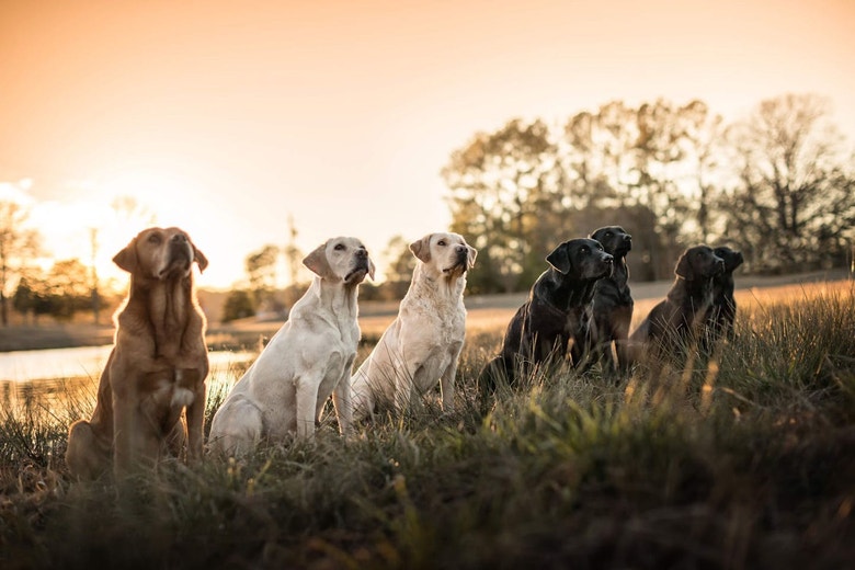 /sites/g/files/fnmzdf5906/files/2024-08/us-esd-group-of-yellow-and-black-labrador-retrievers-focused-during-training-jpg.jpeg