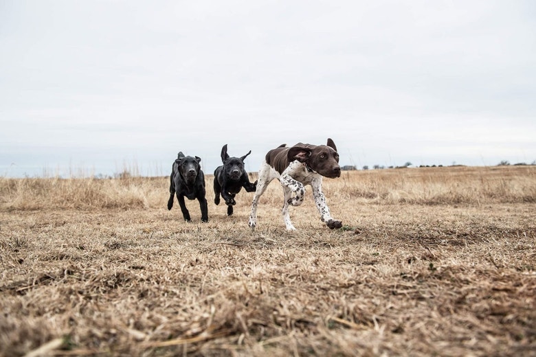 /sites/g/files/fnmzdf5906/files/2024-08/us-esd-gsp-and-black-lab-puppies-running-through-field-jpg.jpeg