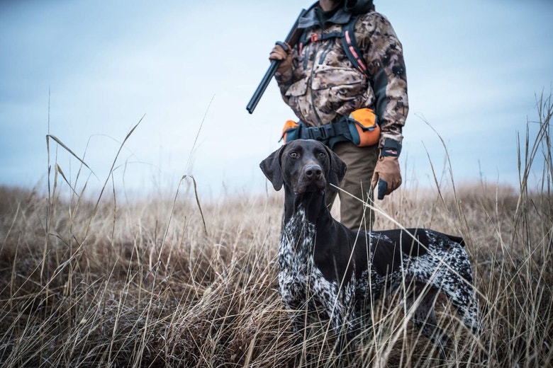 Successfully Introduce Your Sporting Dog To New Terrain