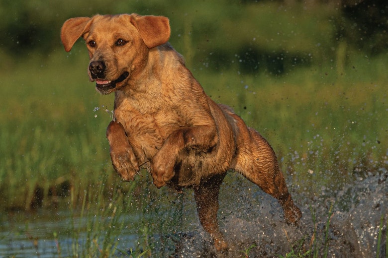 /sites/g/files/fnmzdf5906/files/2024-08/us-esd-retriever-jumping-into-water-to-cool-down.jpeg