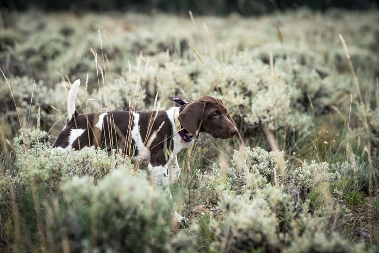 /sites/g/files/fnmzdf5906/files/2024-08/us-esd-versatile-hunting-puppy-on-point-in-a-sagebrush-field-jpg.jpeg