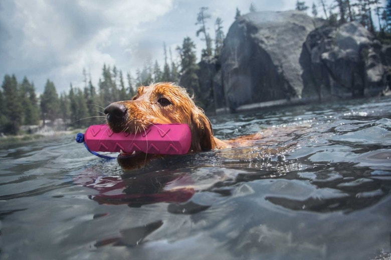Pre-season training tips for sporting dogs