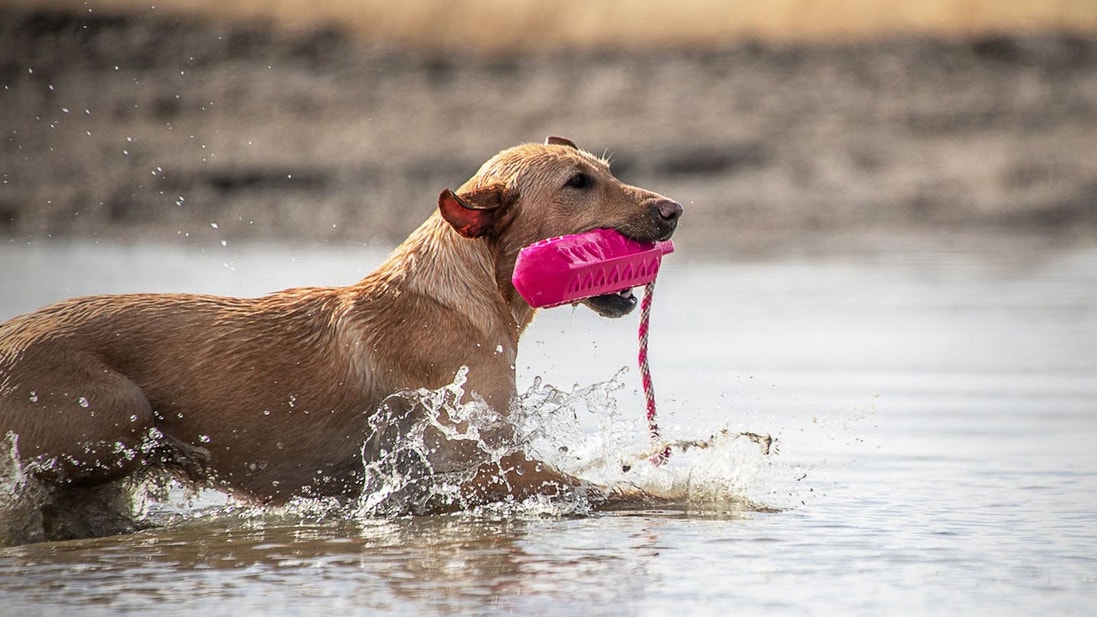 Golden Labrador Retriever recuperando un señuelo de entrenamiento rosa en el agua