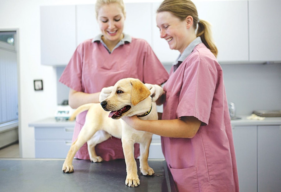 La primera consulta al veterinario de tu cachorro