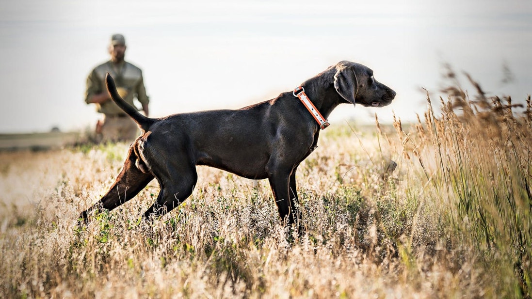  Pointer parado en un campo junto a un hombre