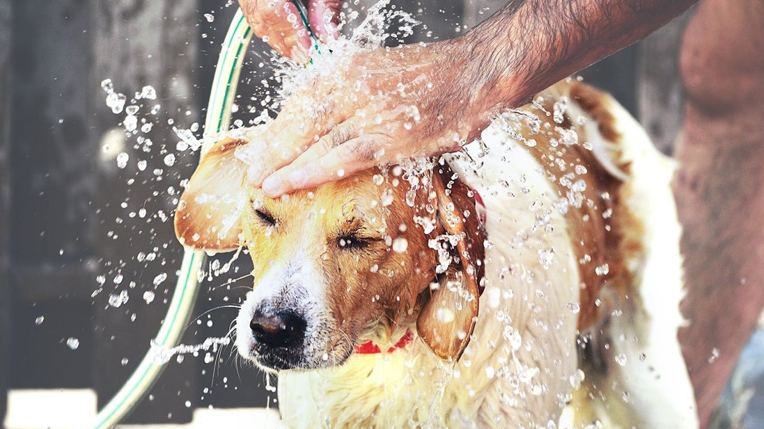 Un hombre bañando a un Golden Labrador Retriever