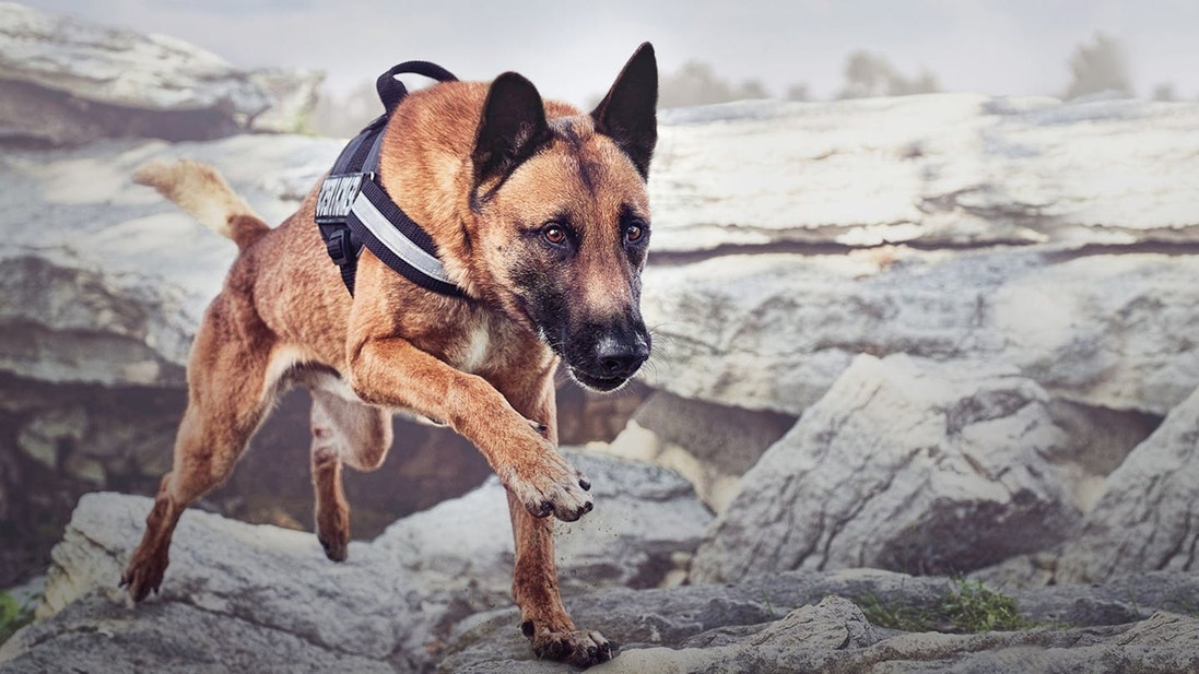 Perro de servicio Malinois subiendo por las rocas
