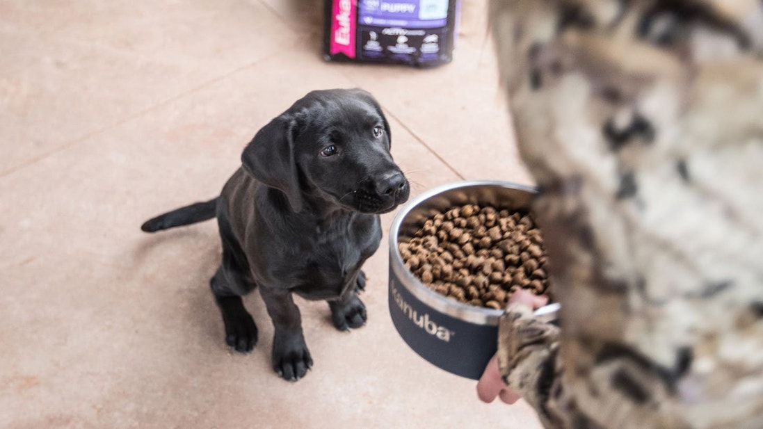 Humano que le da un tazón de croquetas de Eukanuba a un cachorro Labrador Retriever negro