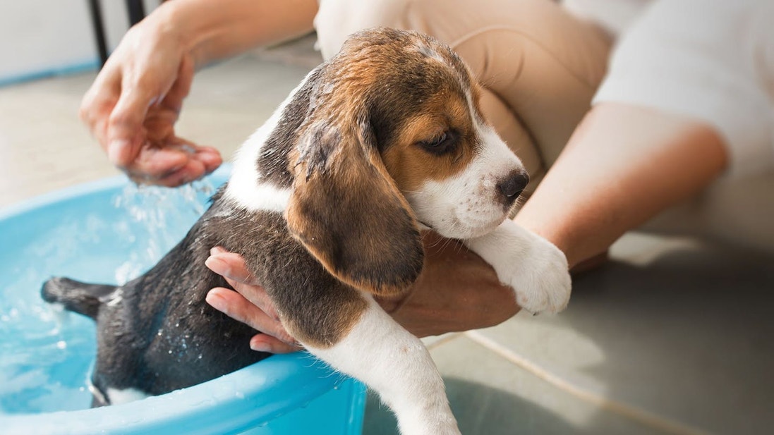 Cachorro Beagle bañándose