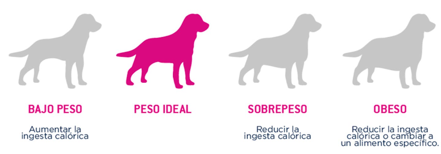 Evaluar la condición física
