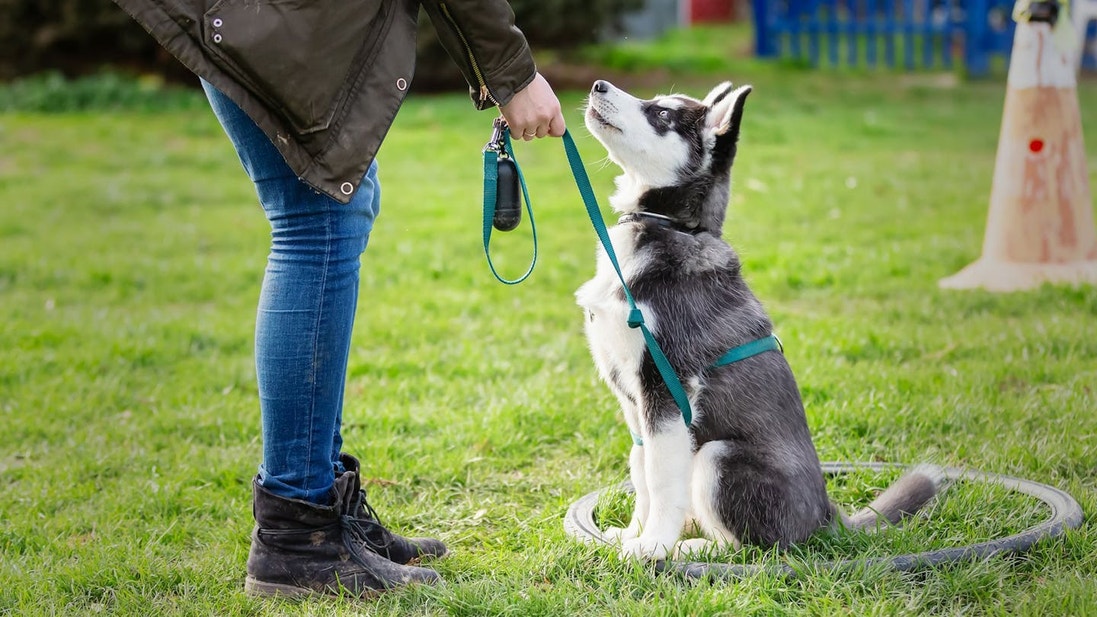 Dueño entrenando a un cachorro Malamute de Alaska