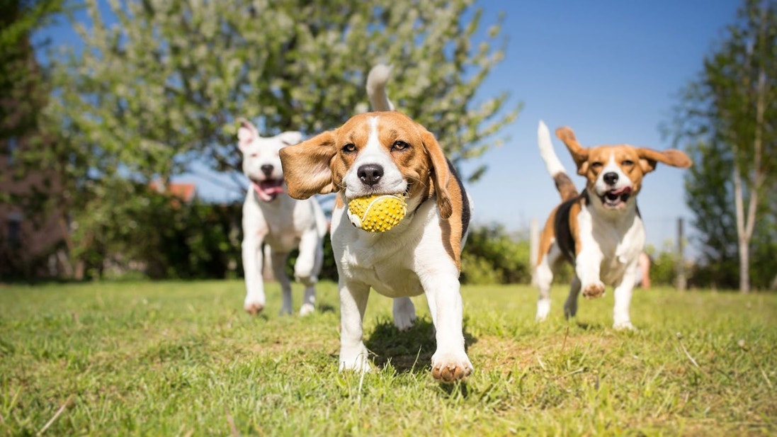 Cachorros Beagle jugando en el césped con una pelota