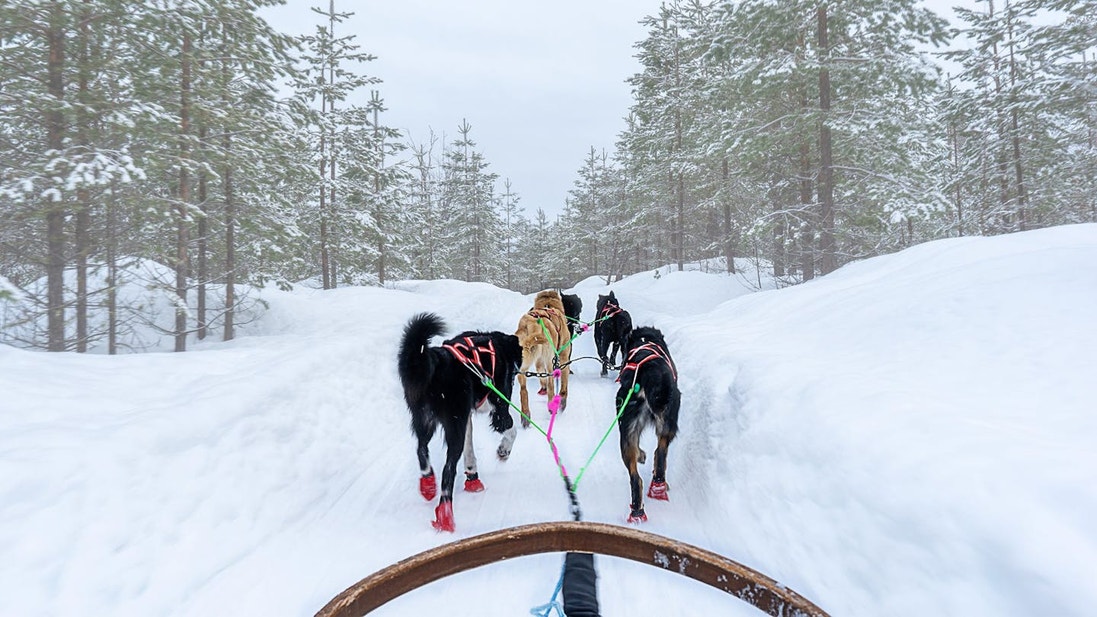 Sled dogs in harness running  in a snowy forest