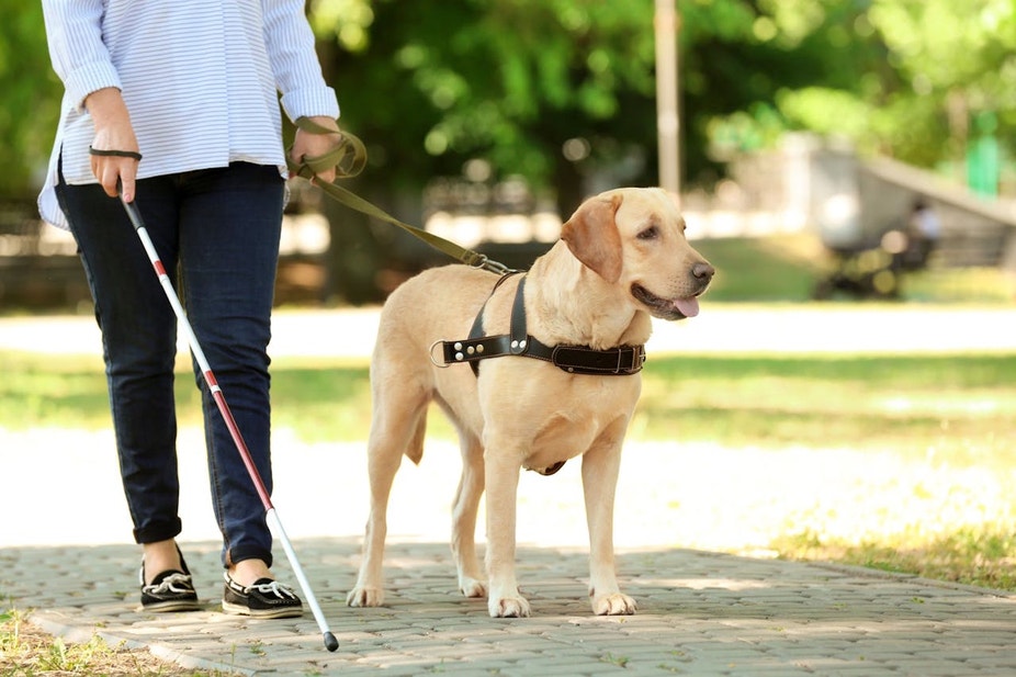The Ultimate Guide To Service Dogs
