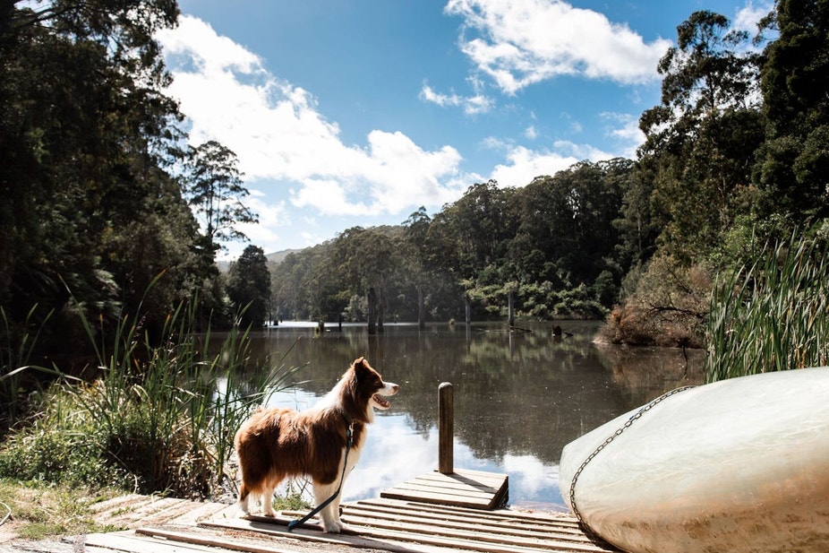  The Best Dog-Friendly Hiking Trails In Australia 