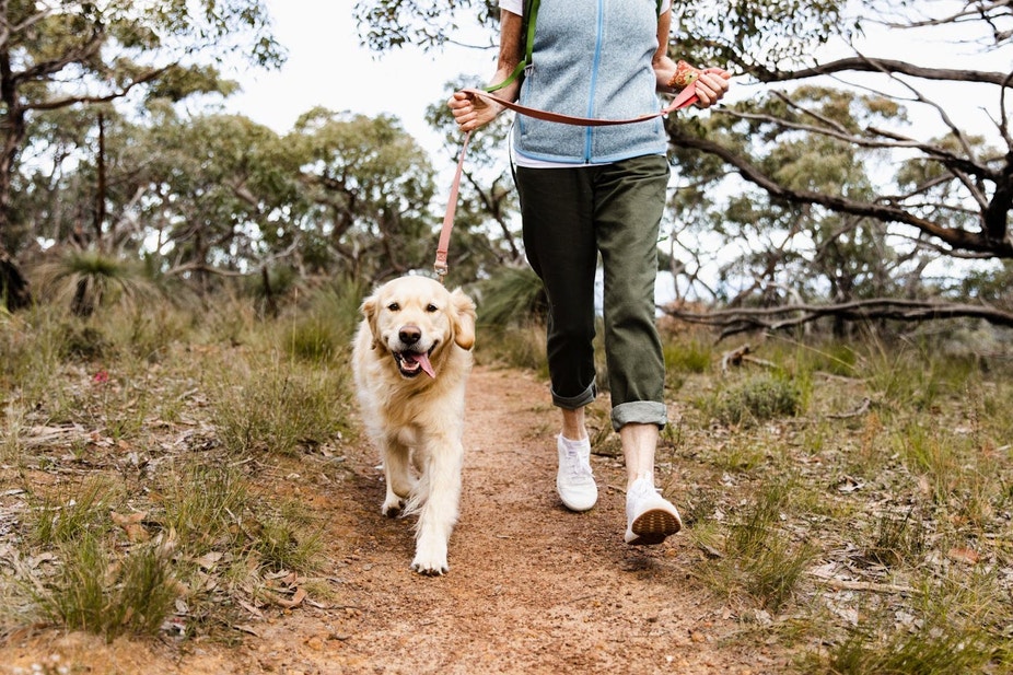 Woman walking through bushland with Golden Retriever on lead