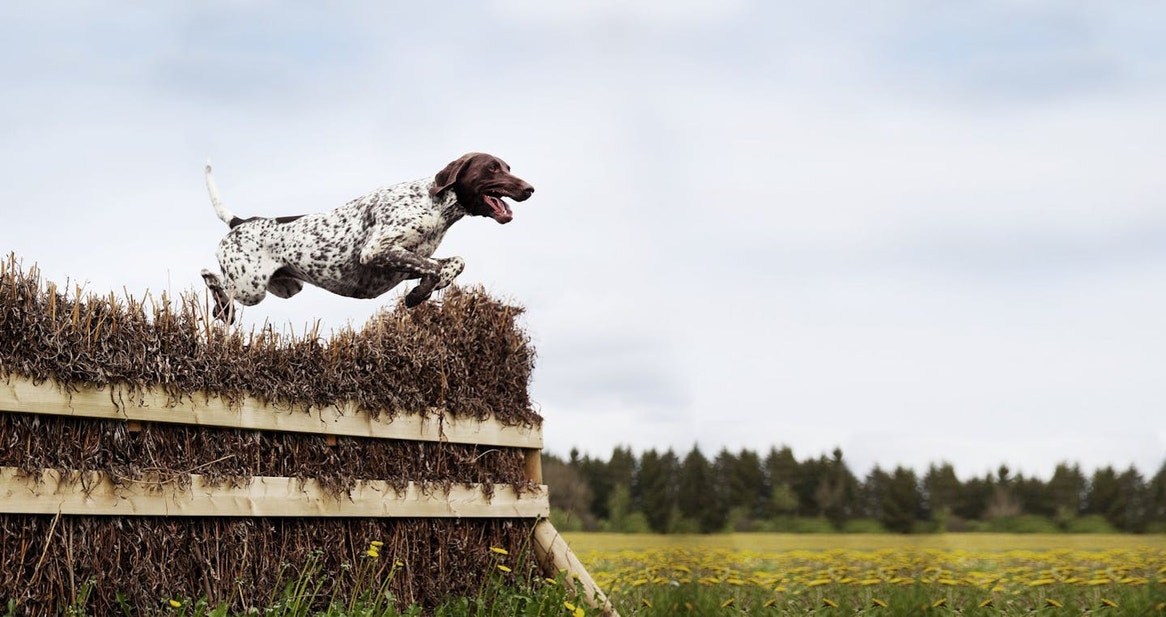 Brown spots and white dog jumping over hay fence