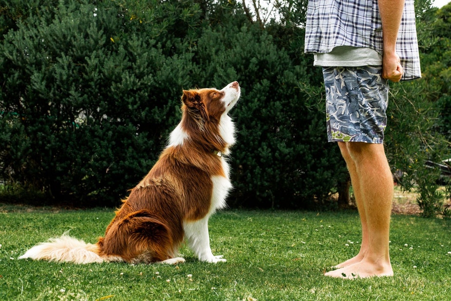 Brown dog standing infront of its owner