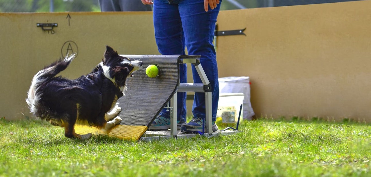 Flyball dog aiming to bite a yellow ball