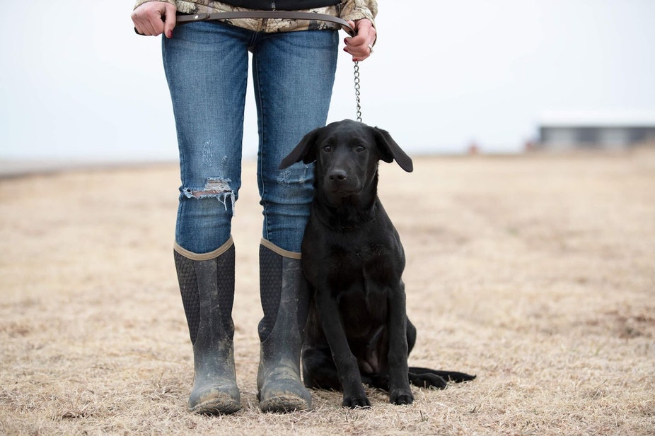 Dog being held on a leash
