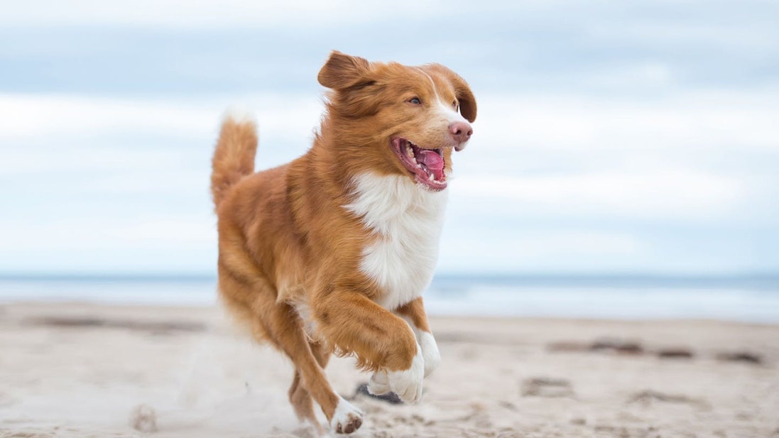 Brown and white dog running on the beach