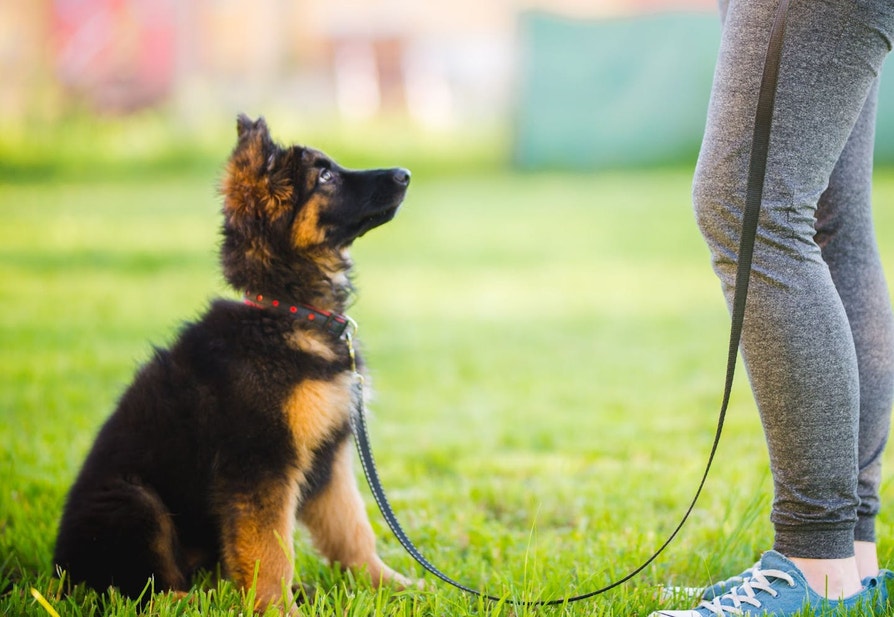 Brown black puppy on a leash