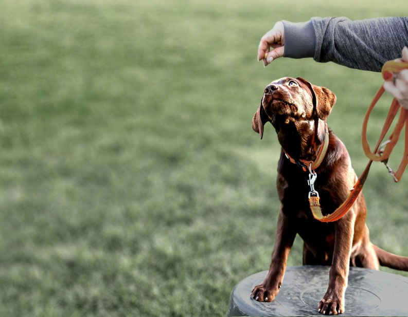 Puppy waiting to be pat on the head
