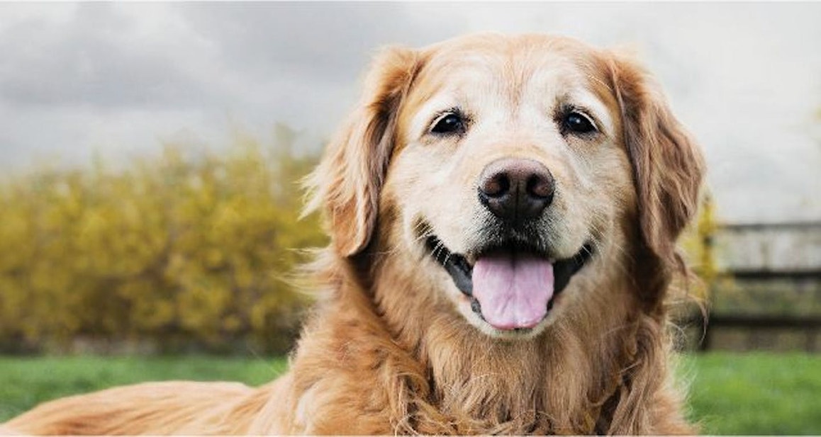 Smiling brown long haired dog