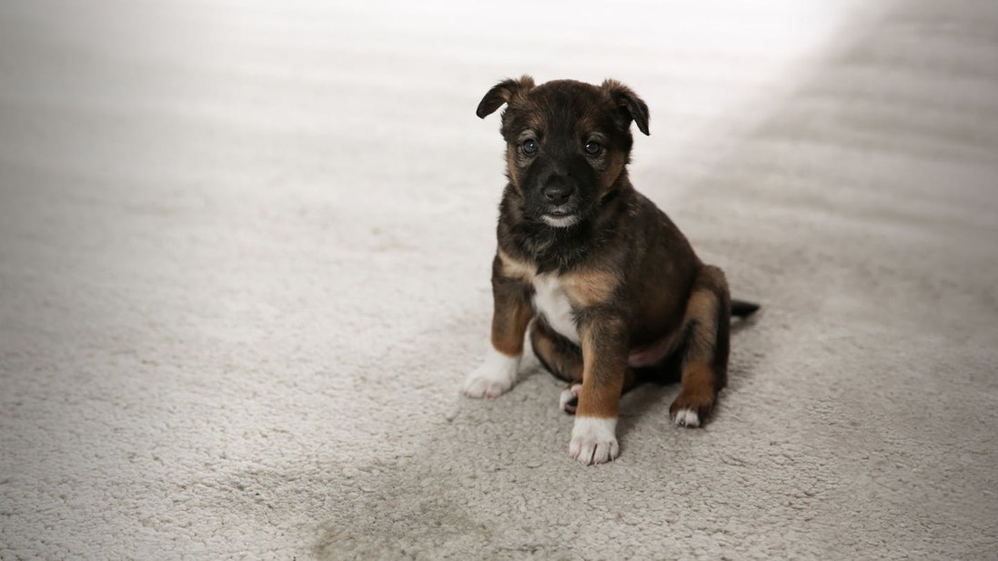Black puppy sitting next to wet stop on the carpet